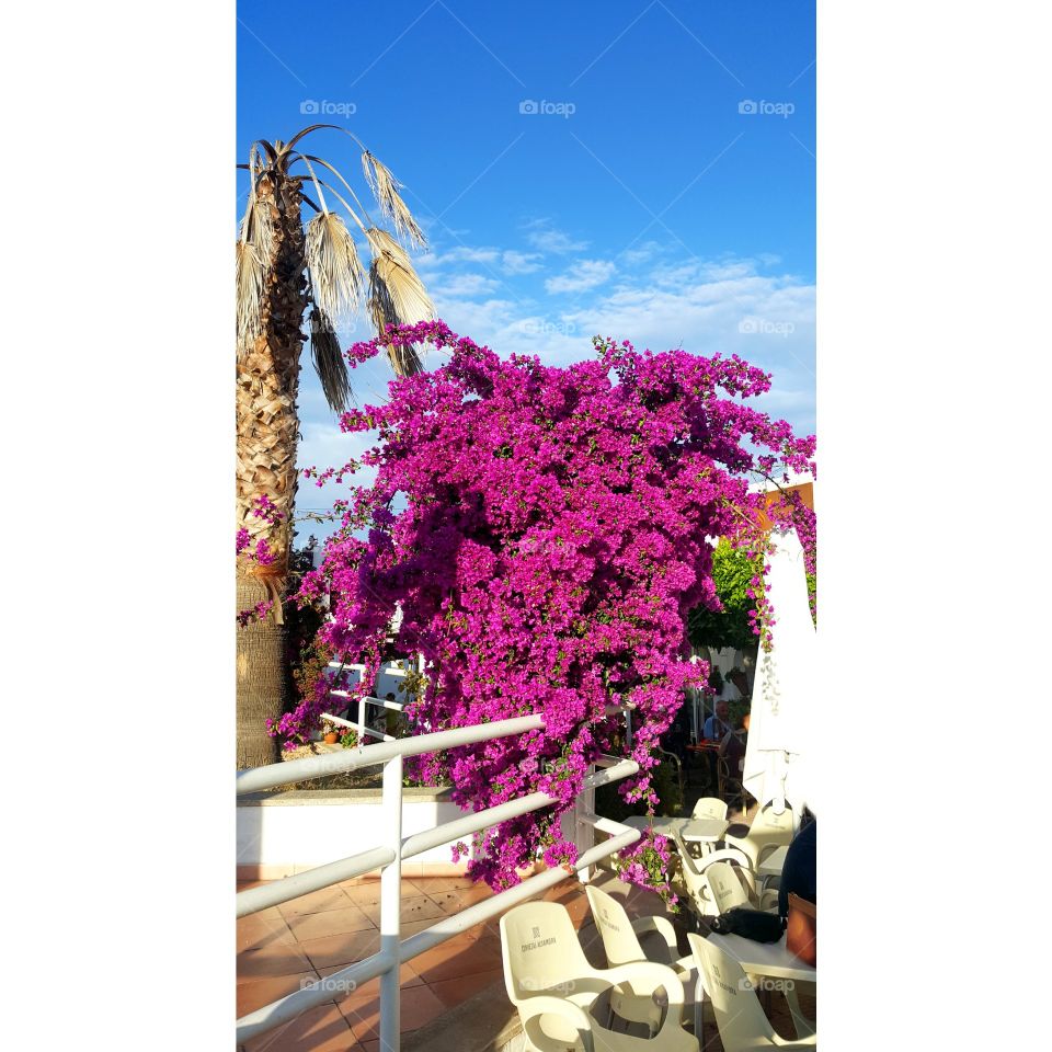 Blumen in Mallorca Strauß