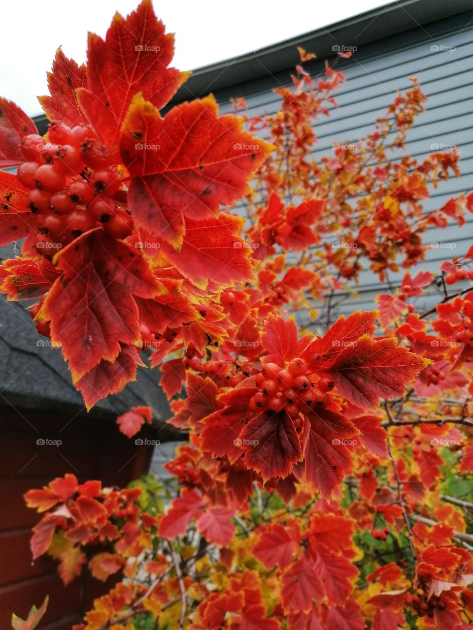 Hawthorn in a gorgeous red color in the fall!