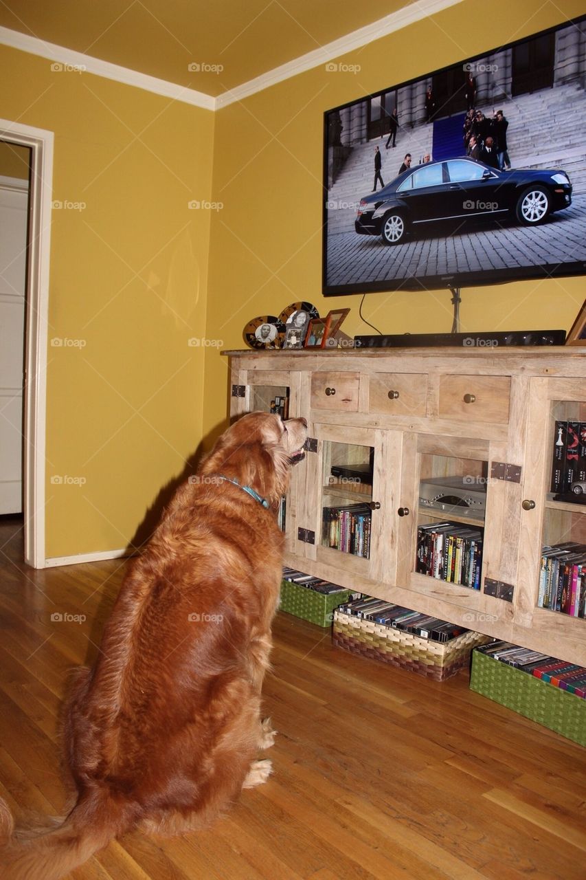 Dog watching TV.