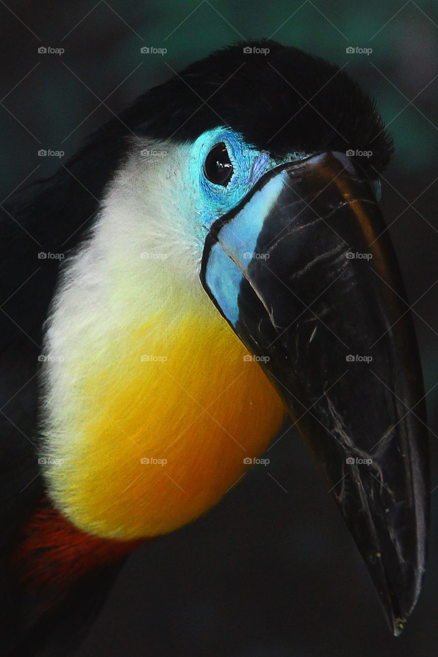 toucan at the wild animal zoo, china