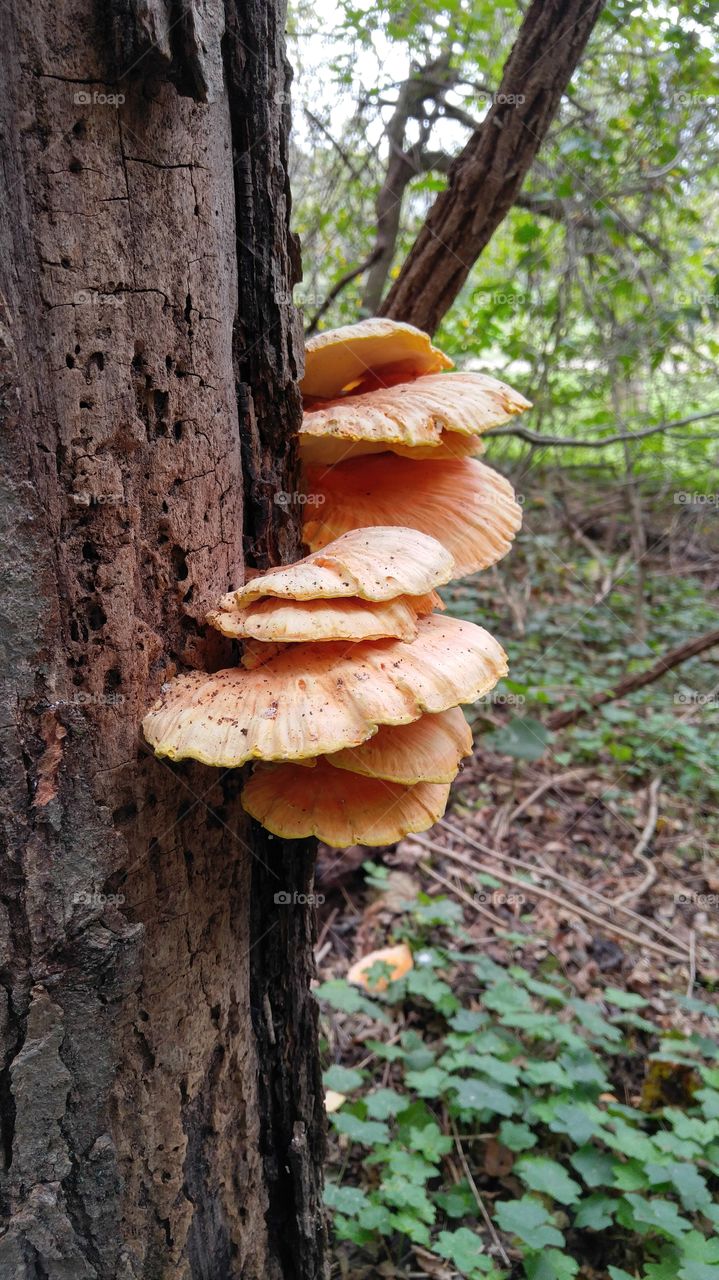 Shelf Mushrooms