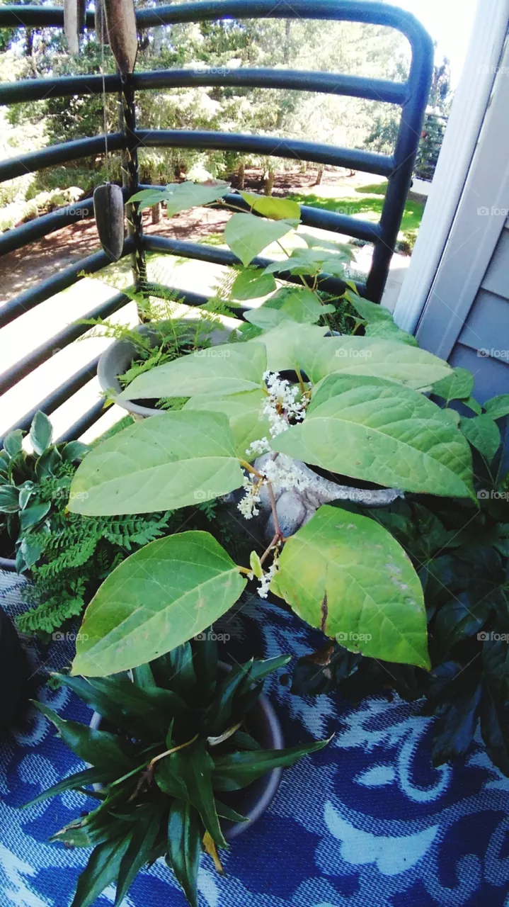 IN BLOOM