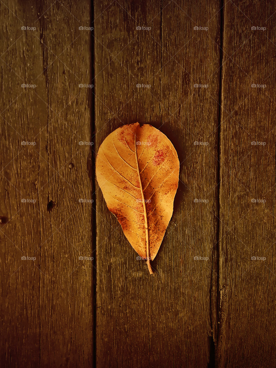 leaf in the wood floor