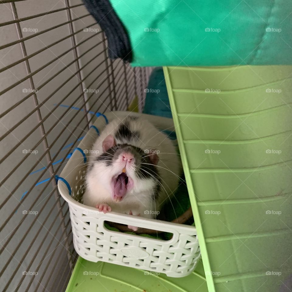Rat yawn