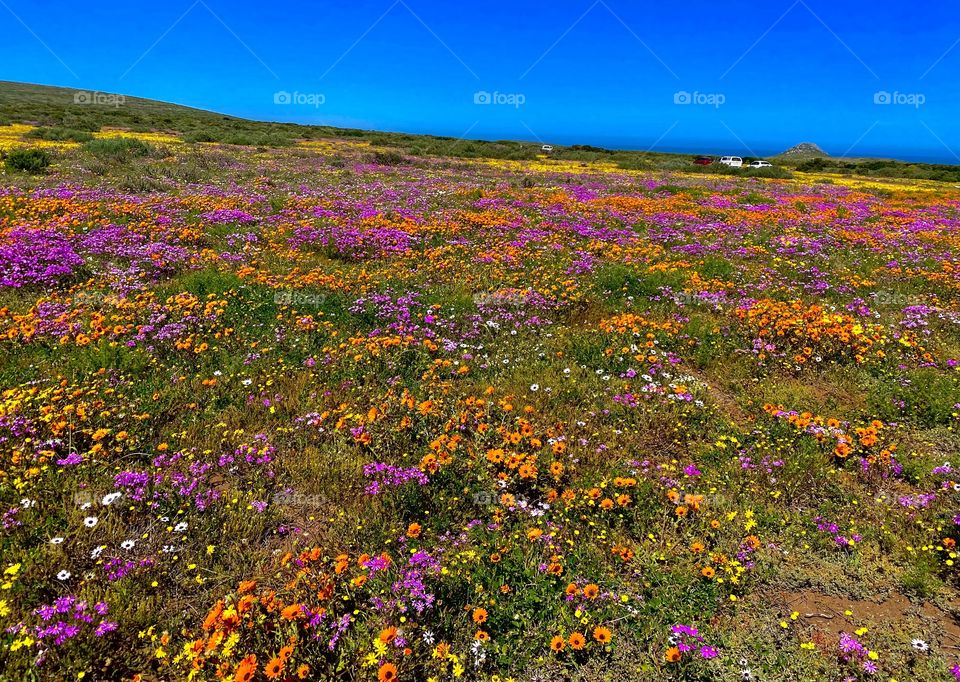 Field of flowers