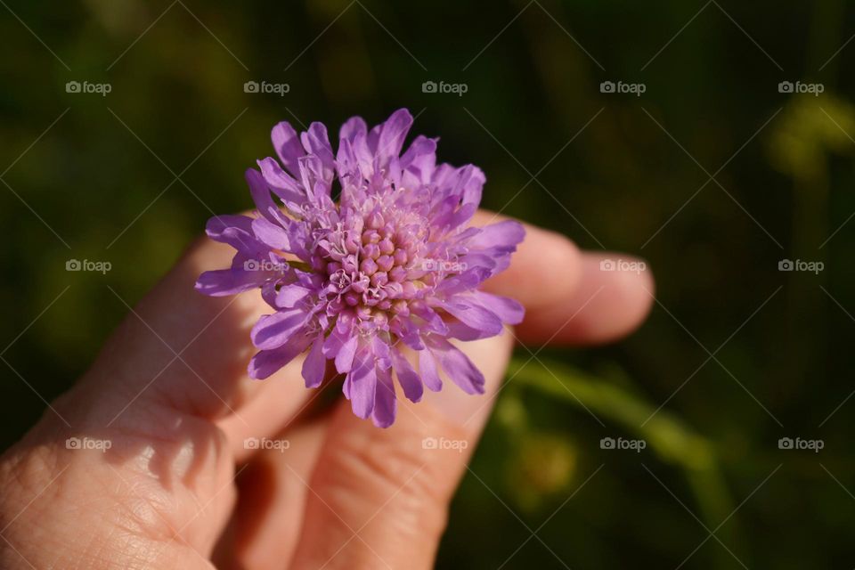 purple flowers and female hand close up in sunlight, summer beautiful nature