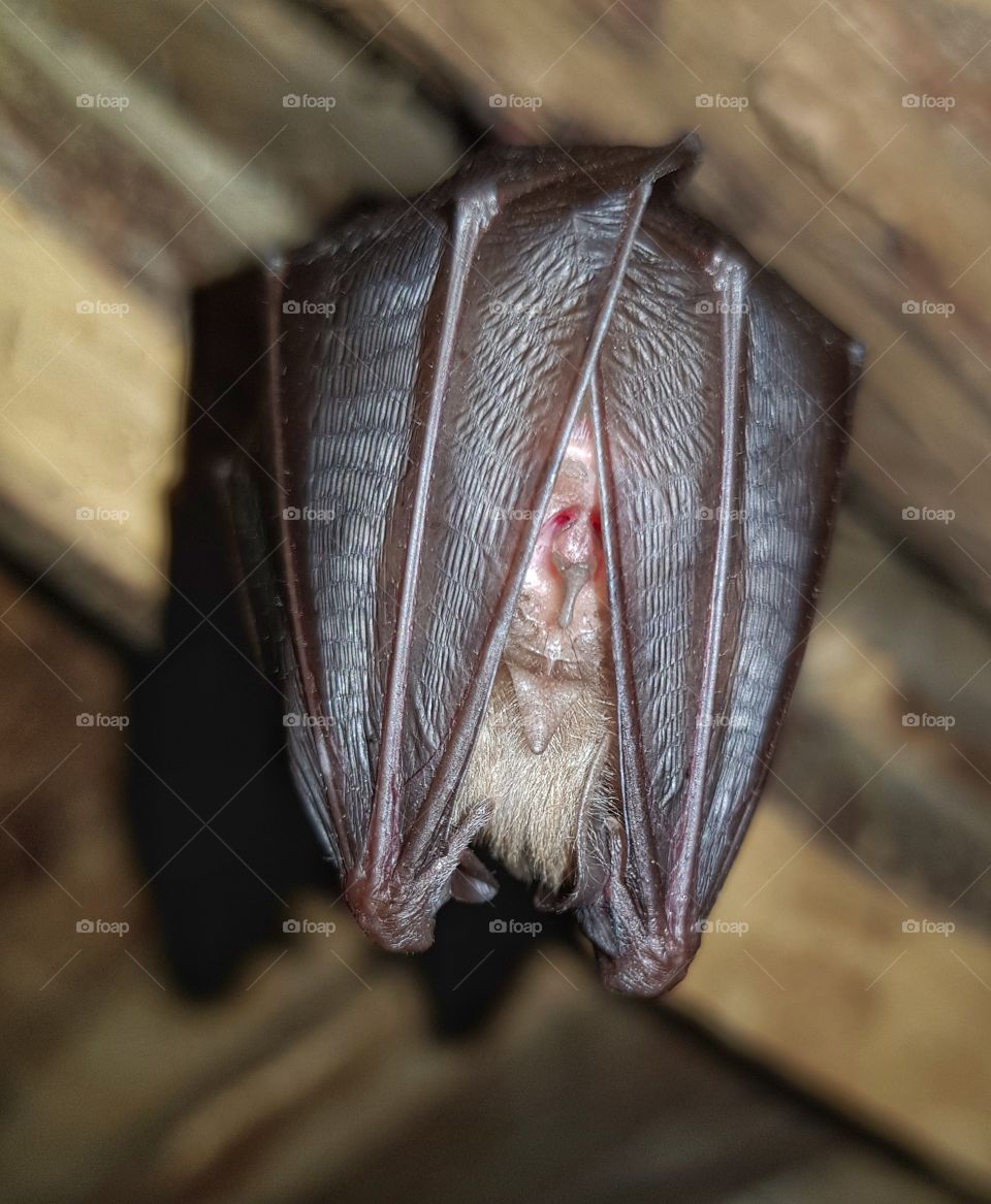 bat