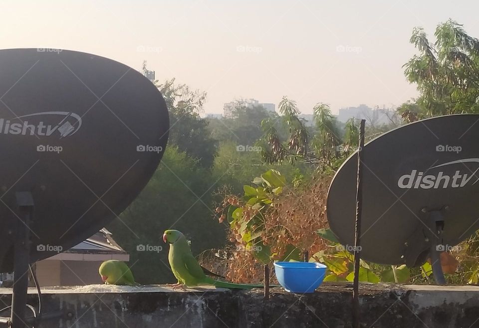 Keep water for the birds, squirrels, bees and butterflies, this summer 🦋