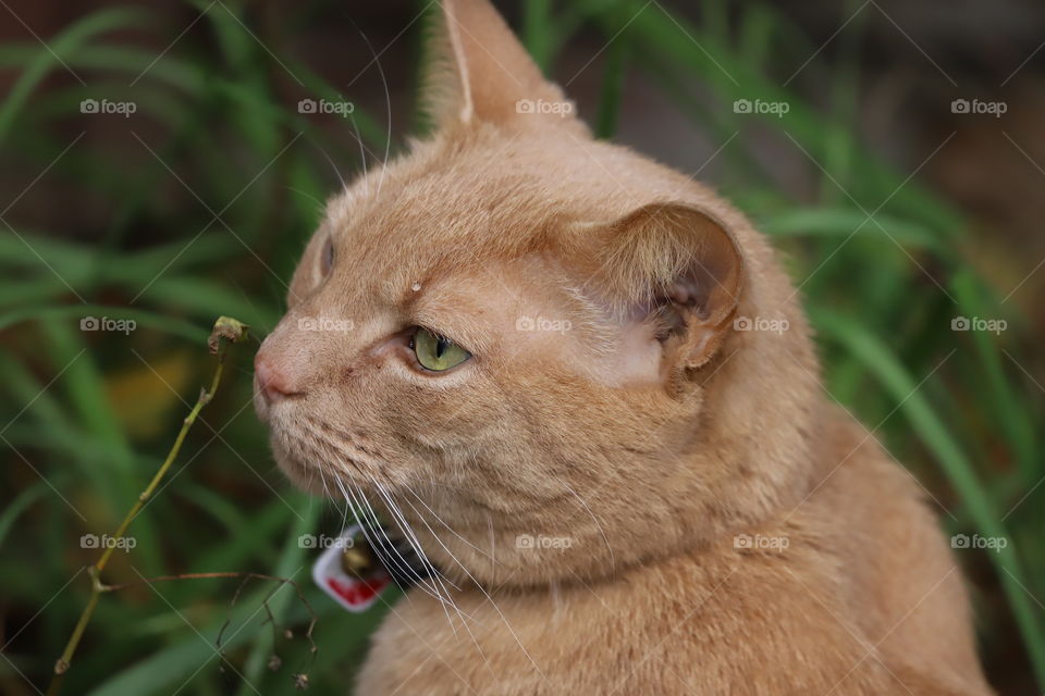 Green eyed cat by green bush