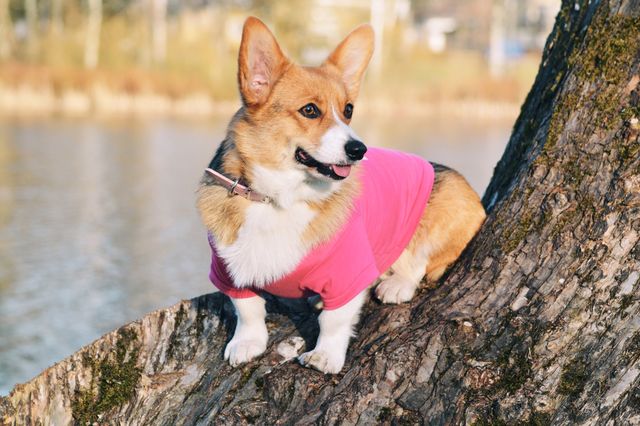 Cute dog