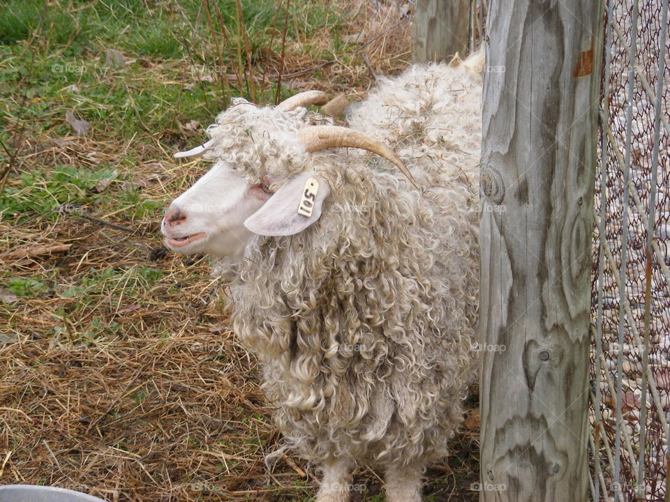 A wooly sheep with horns.