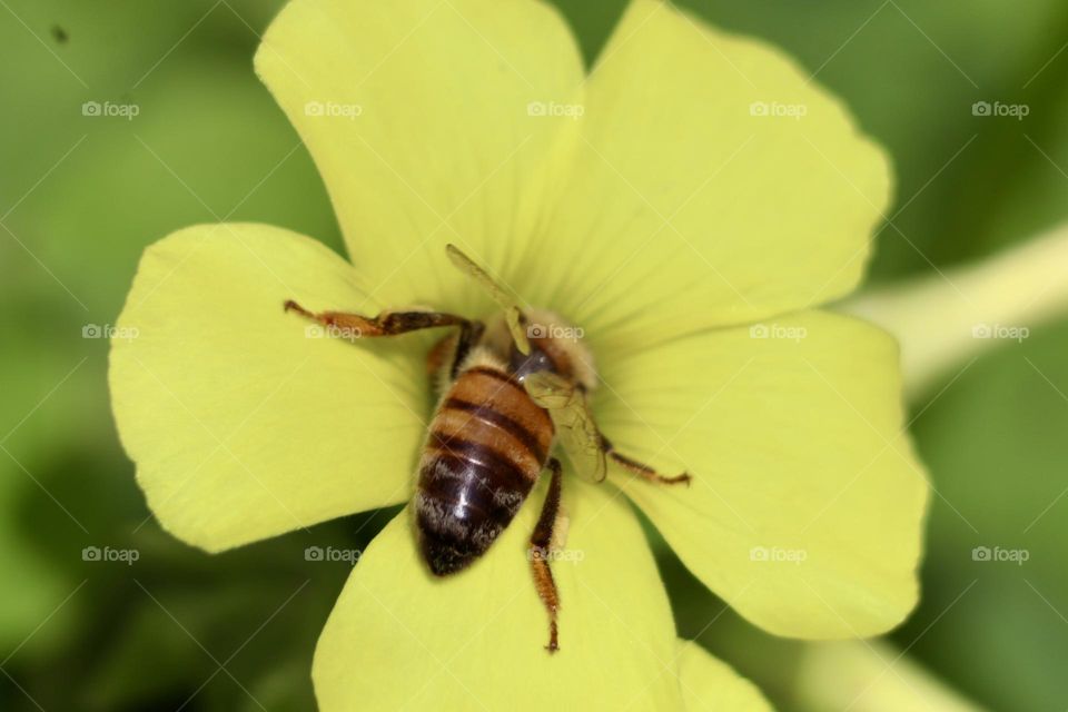 A bee inside yellow flower 