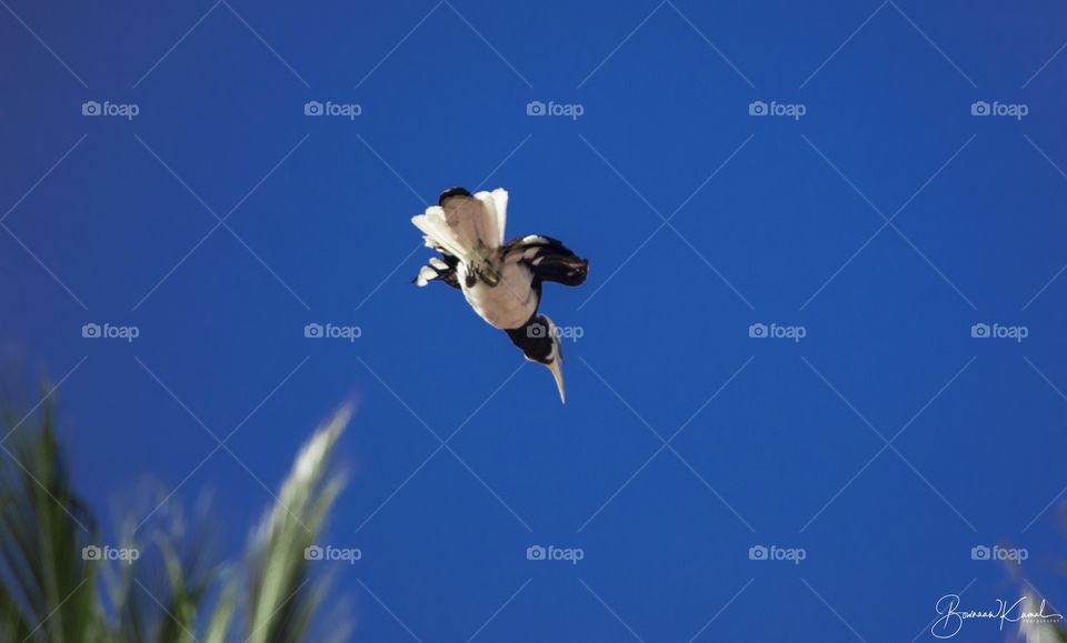 Asian Pied Hornbill, Brunei
