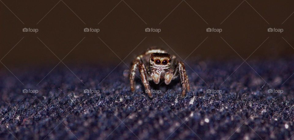 Cute but deadly, that's how i would define this jumping spider.