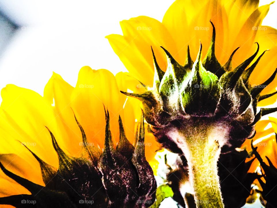 underside of sunflowers closeup