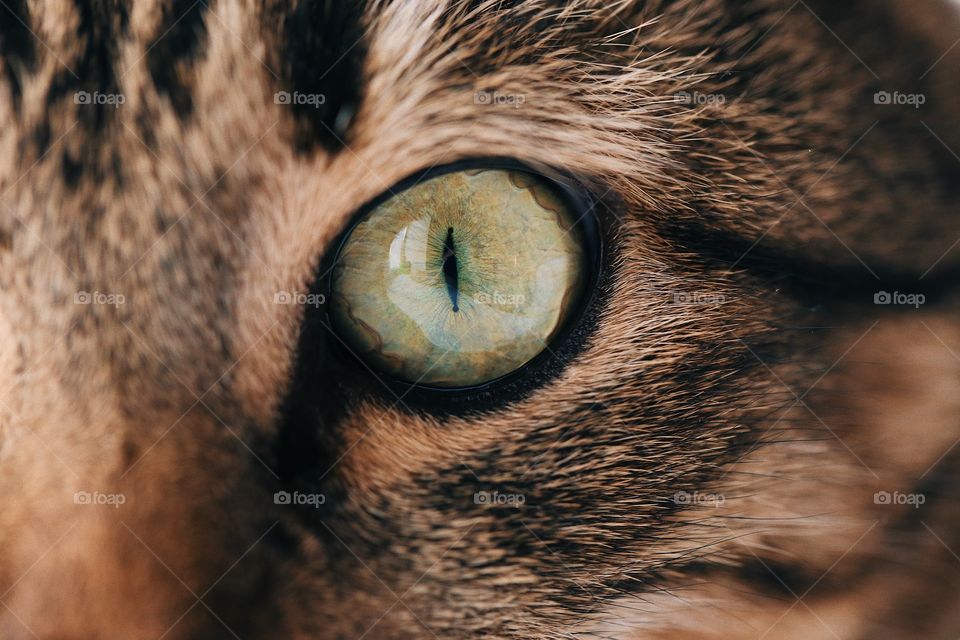 Portrait of cute cat. Macro cats eye