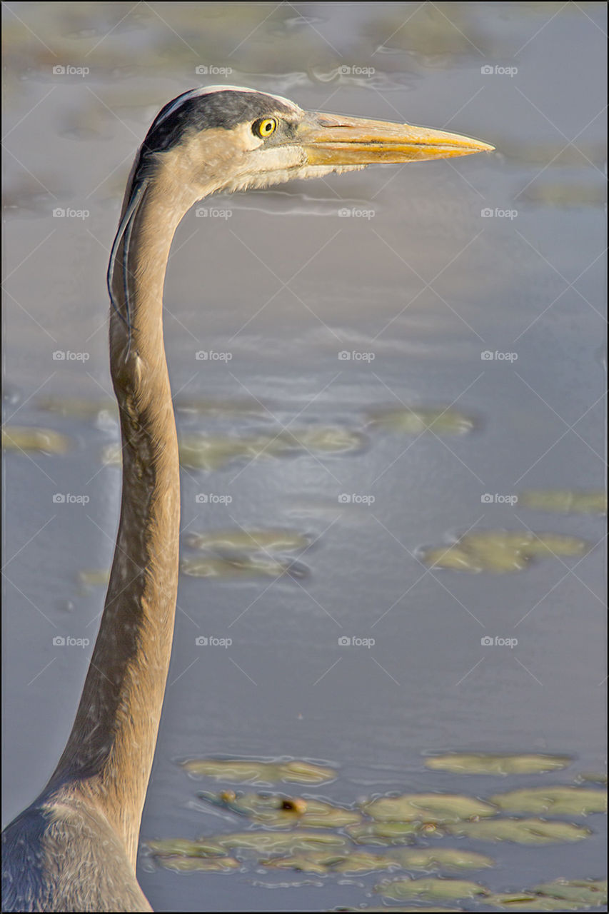 Great blue heron