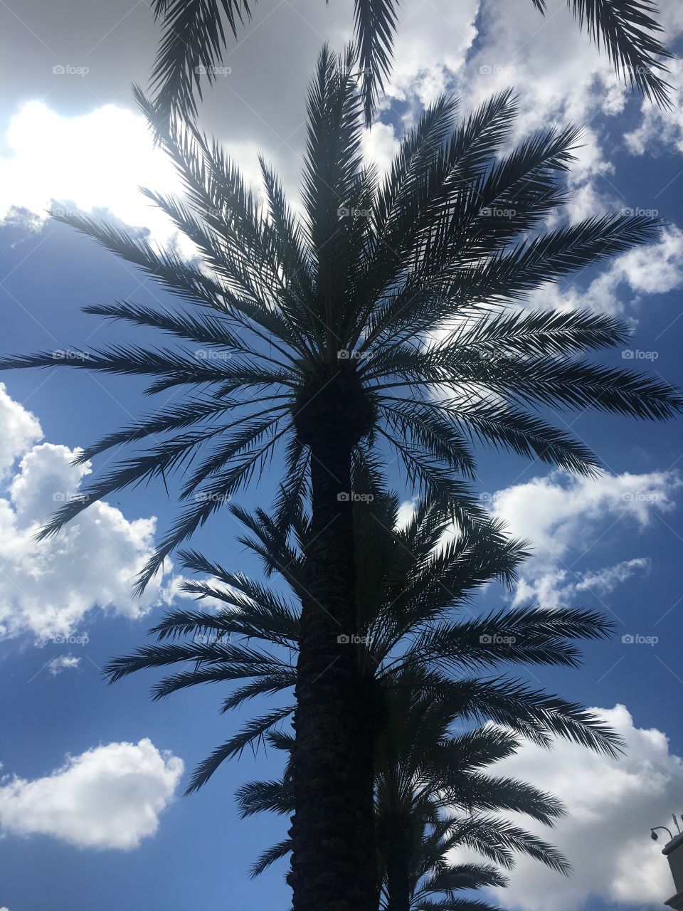 Palm trees in a summer sky