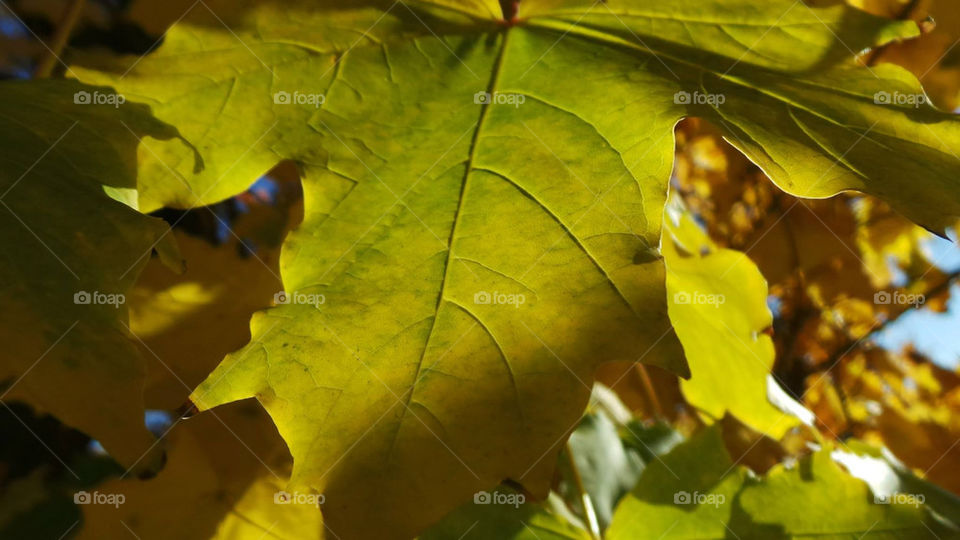 Leaf