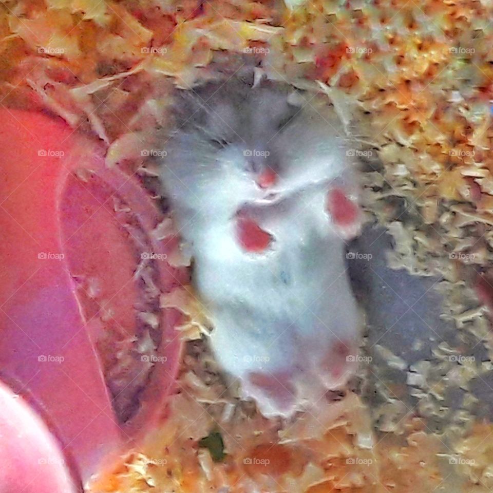 sleeping hamster having sweet dreams