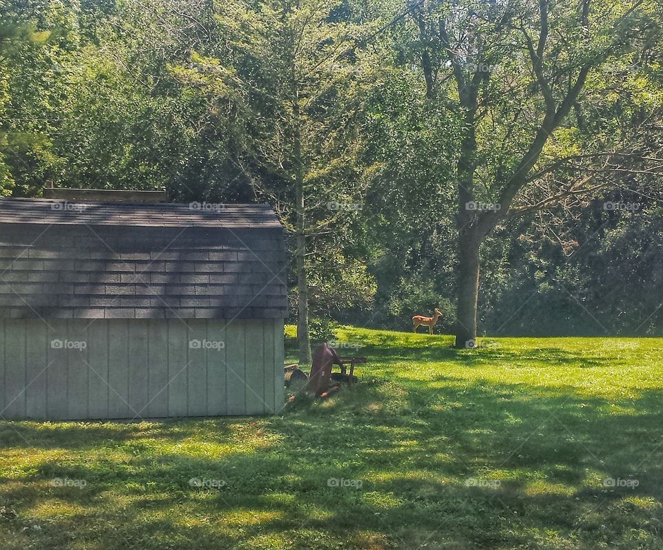 Deer in a Backyard. Deer roaming Free