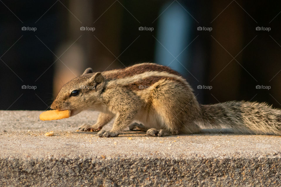 Little squirrel is running with cookies