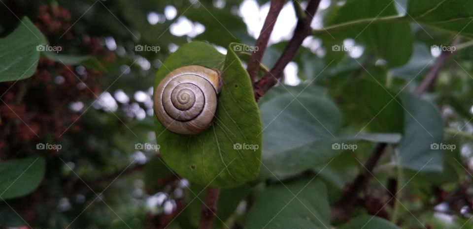 how did the snail got up the tree?