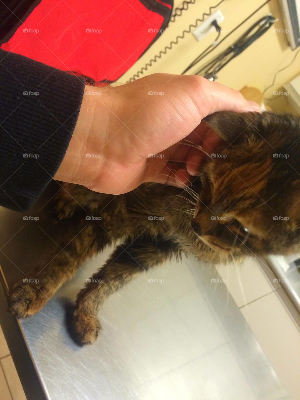 Cat, One, People, Indoors, Mammal