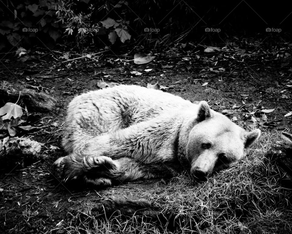 Sad bear, Adelaide zoo, Australia 