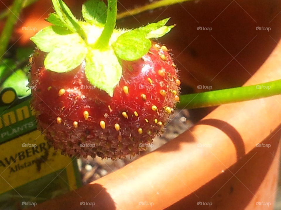 juicy berry. first summer strawberry