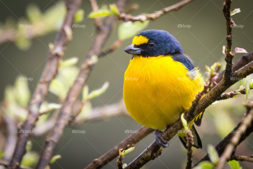 Tiny yellow blue bird . Tiny yellow blue bird sits on a wet tree branch. Few water droplets on birds head. Yellow throated euphonia.