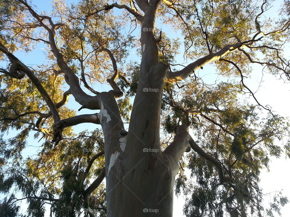 tre høst. tre høst