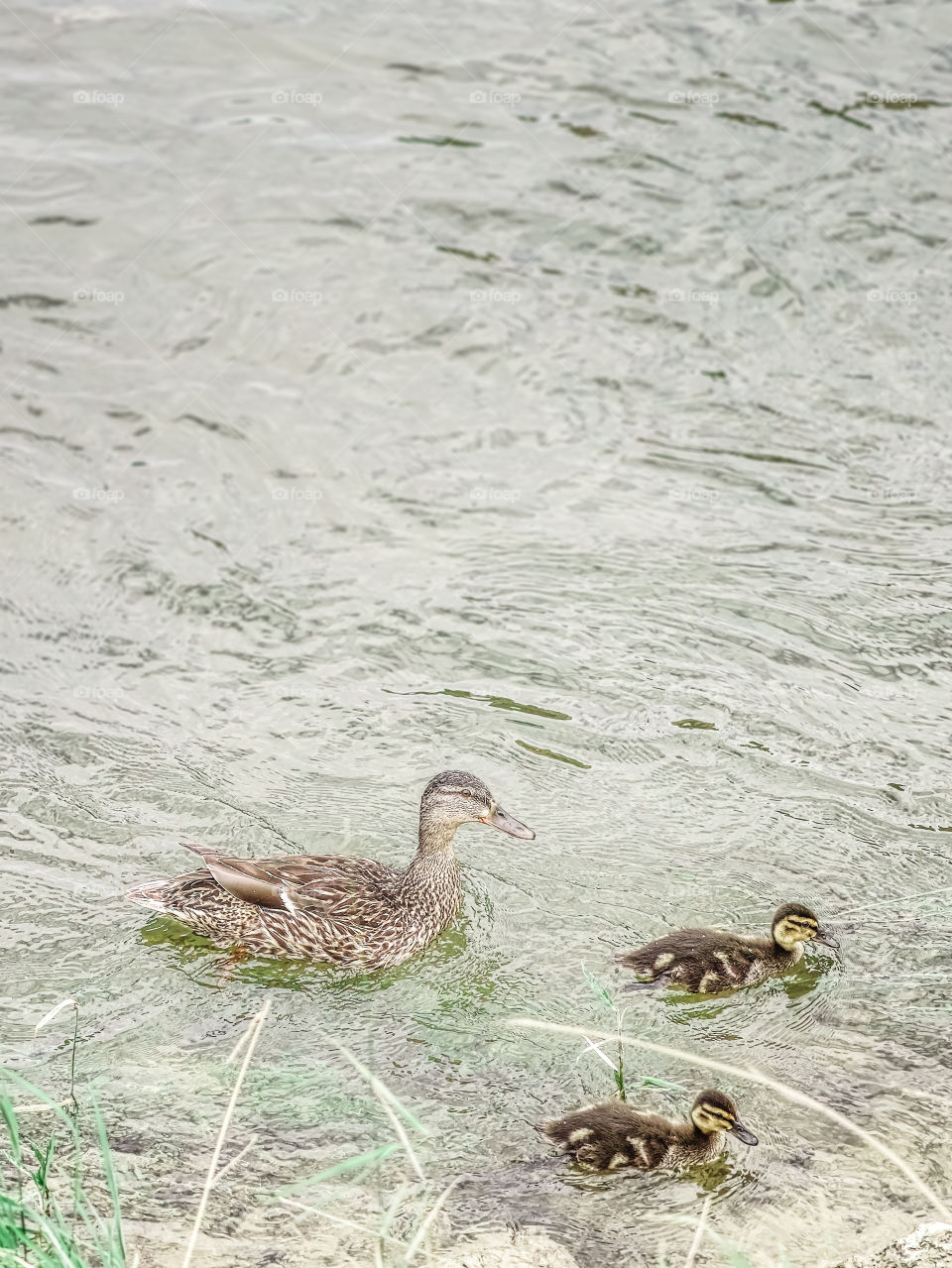 Ducks