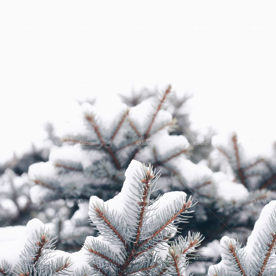 Snow covered pine trees