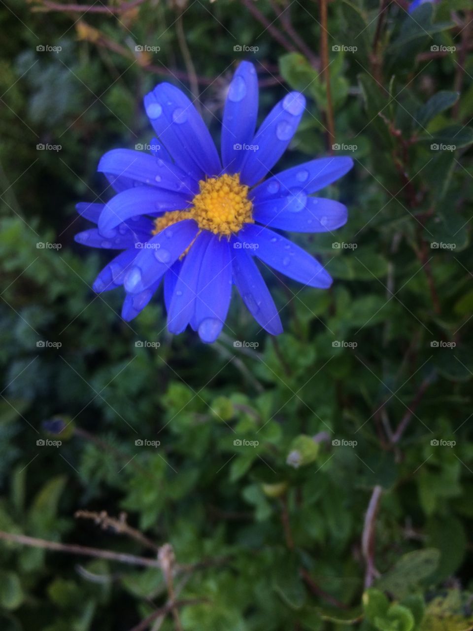 Felecia Amelloides or blue Marguerite or blue Daisy with water droplets on the petals outdoors in the garden 