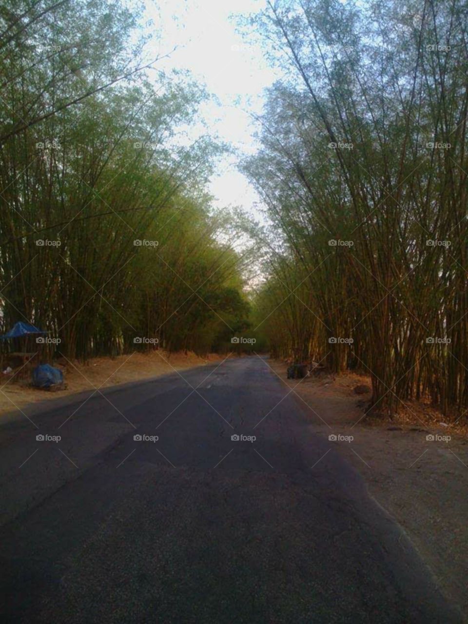 Holland Bamboo, Avenue, Jamaica
