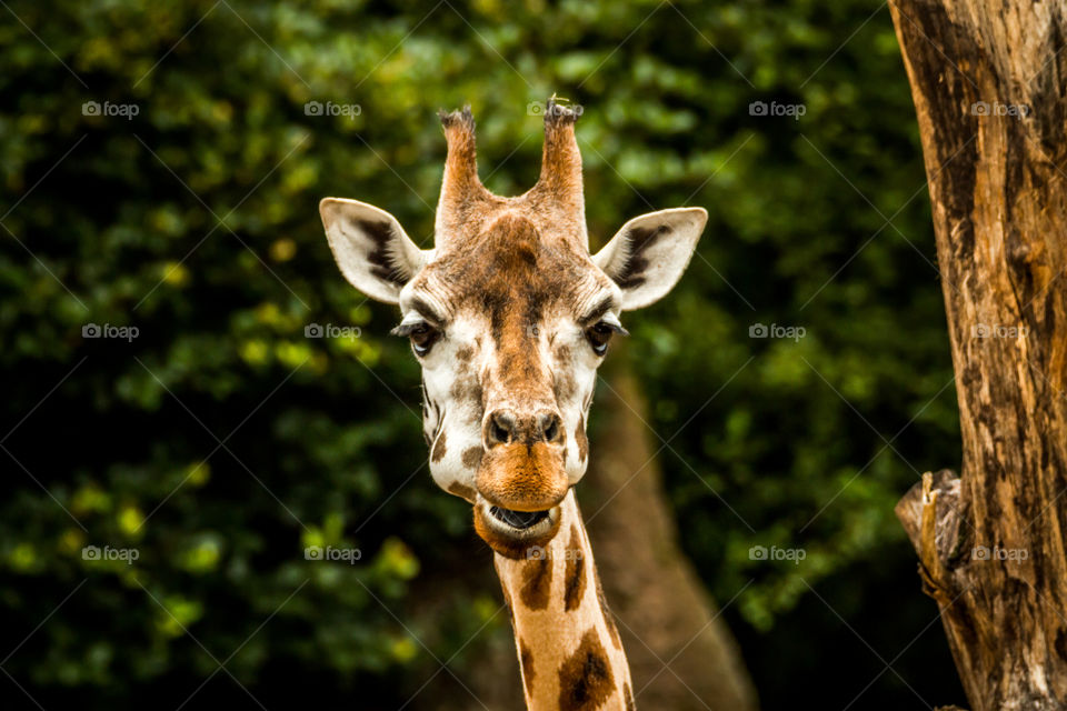 Giraffe