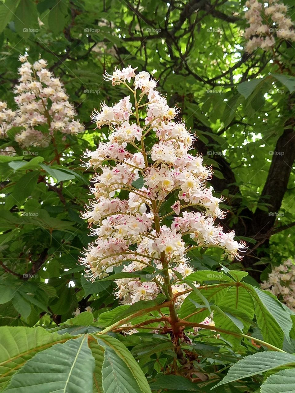 Beautiful chestnut tree candles – nice milk white flowers