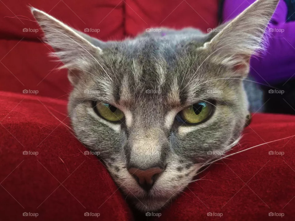 cat