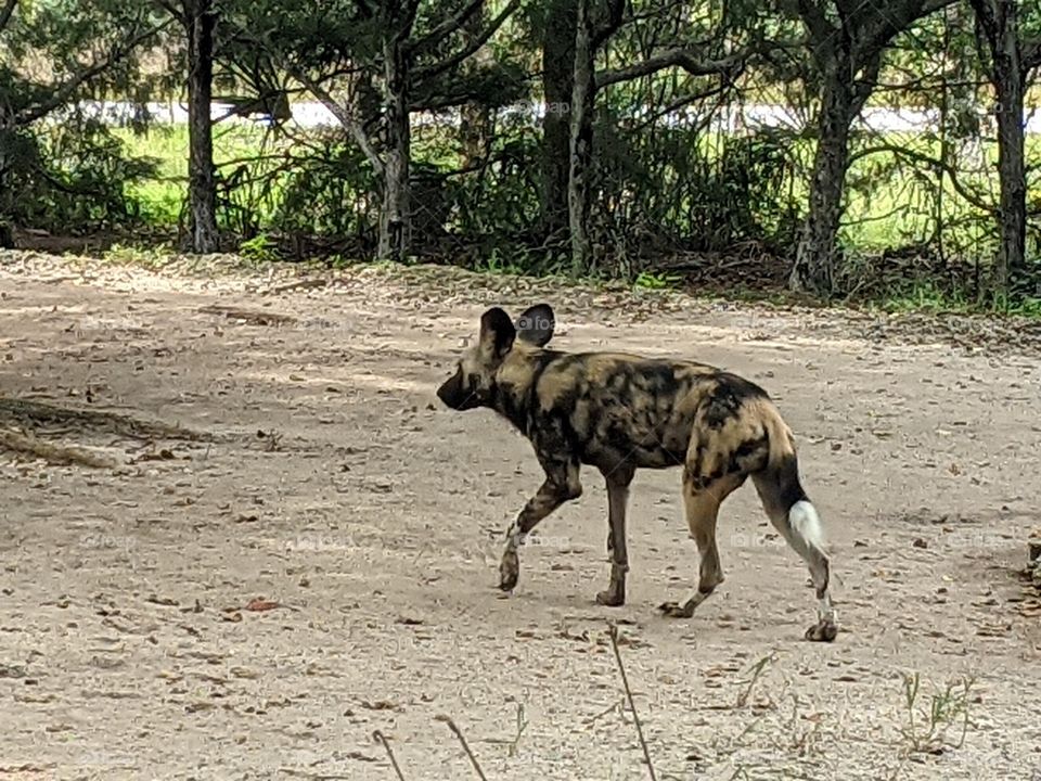 Painted Dog at Zoo Miami