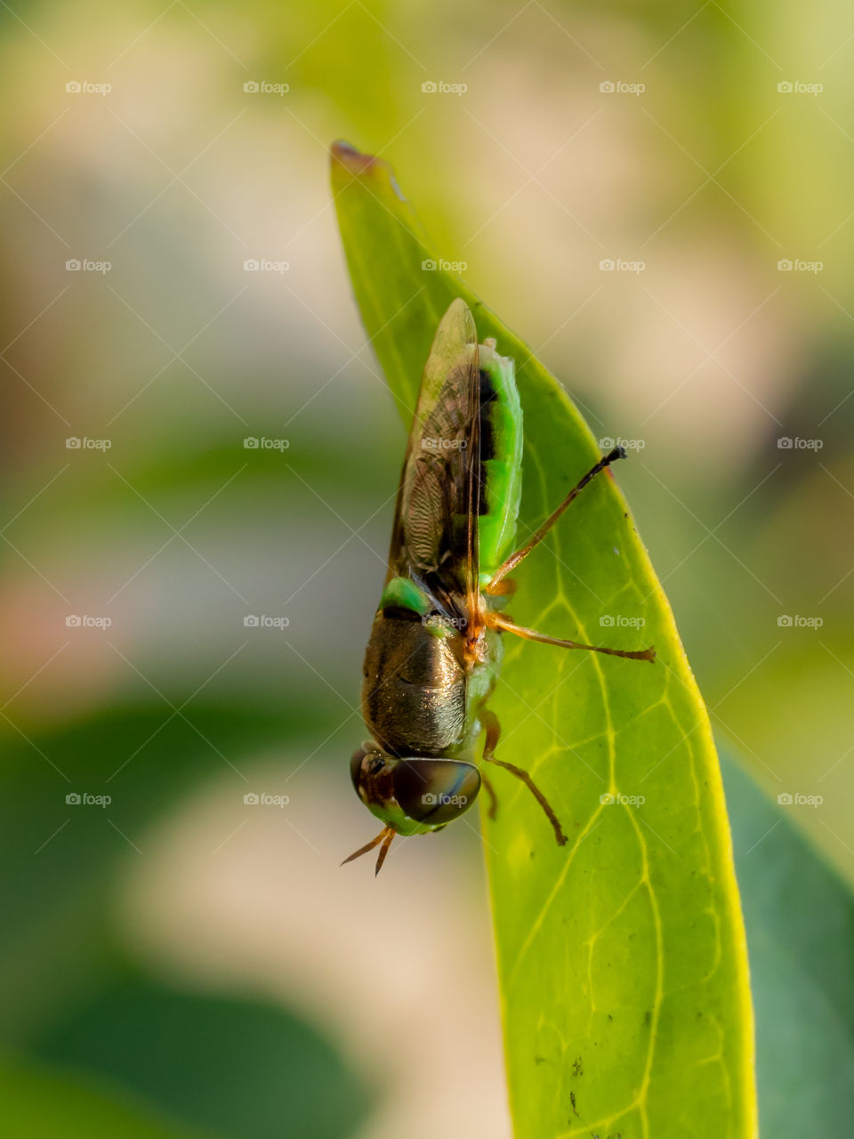 Green soldier fly ( Odontomyia virgo )