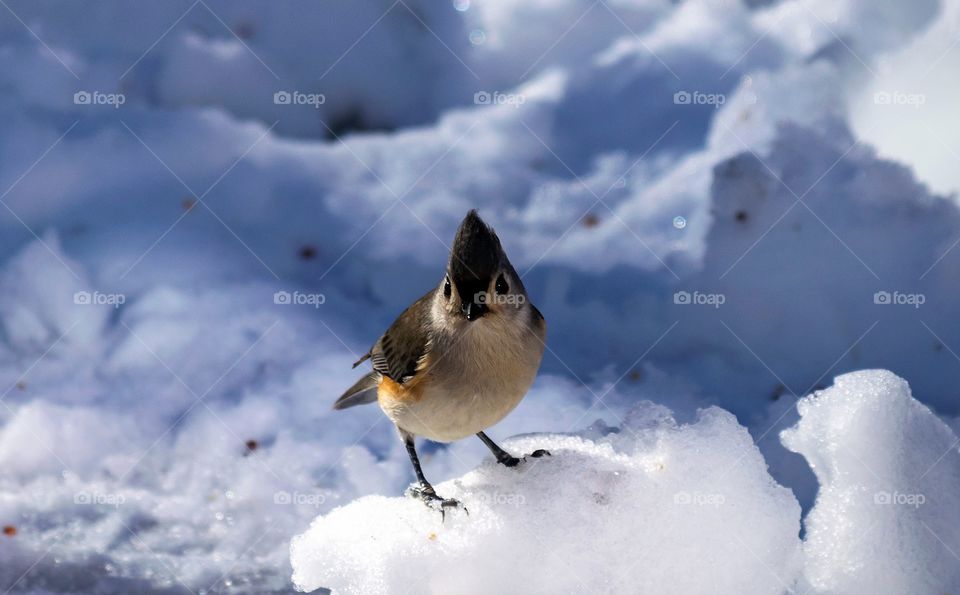 Bird looking back at me