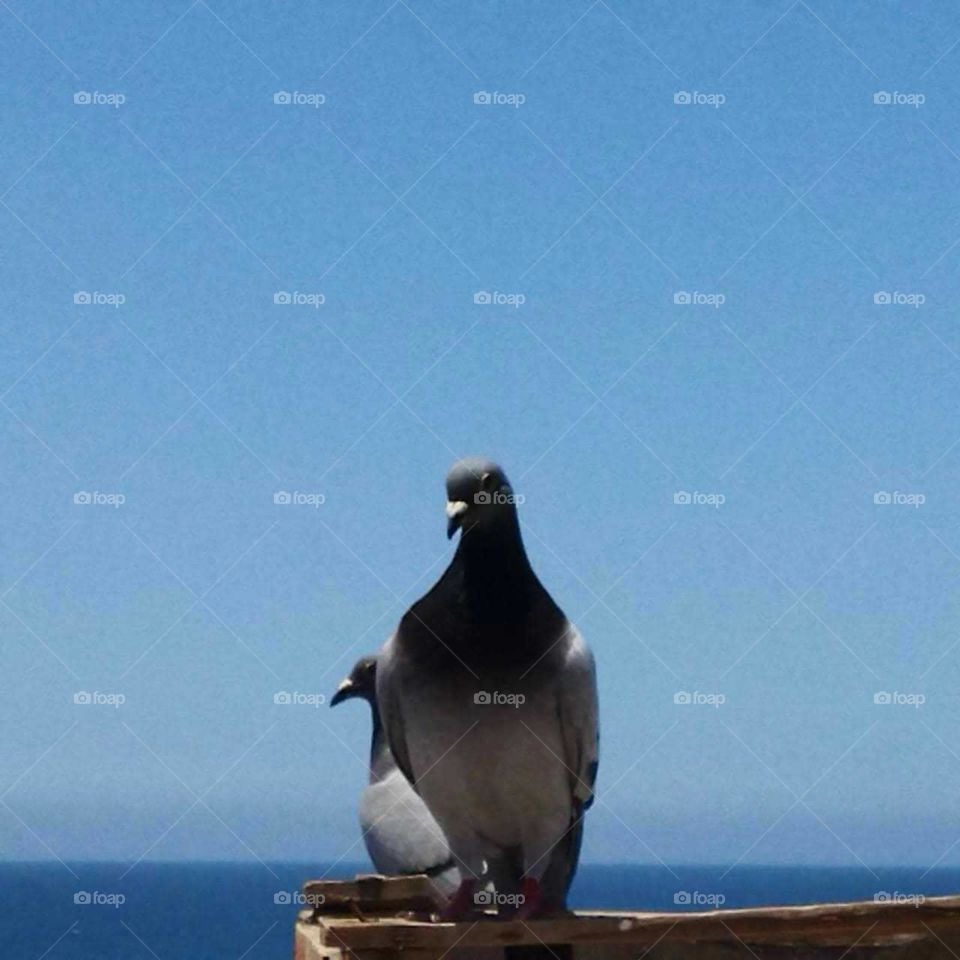 Beautiful bird on a roof.