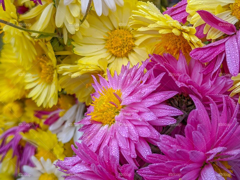 yellow and purple flowers