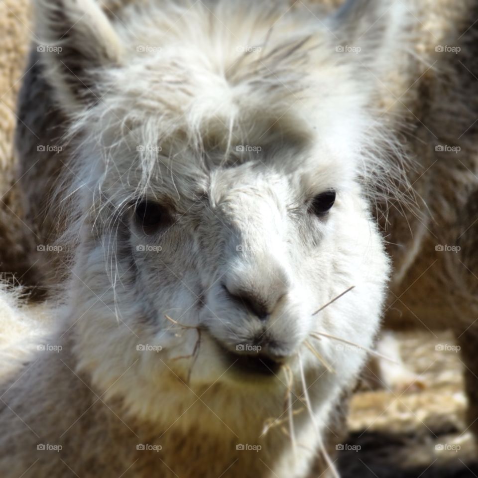 Fluffy face 