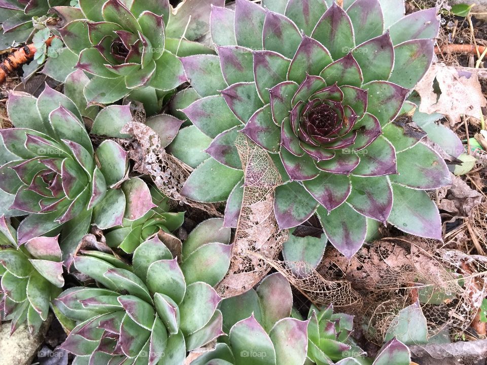 Succulents 