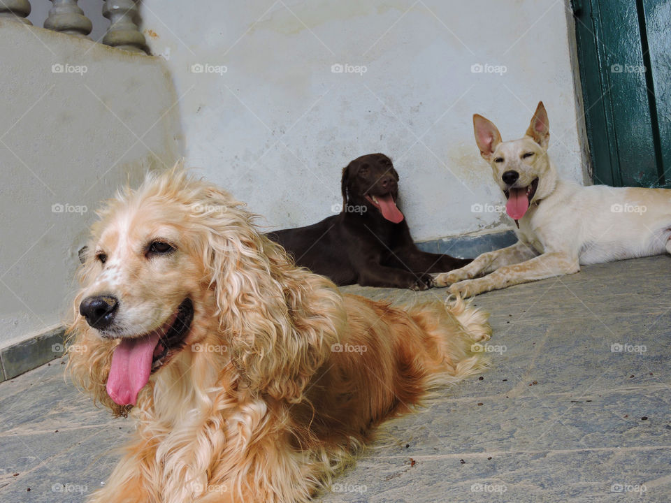 Three domestic dogs sitting on floor