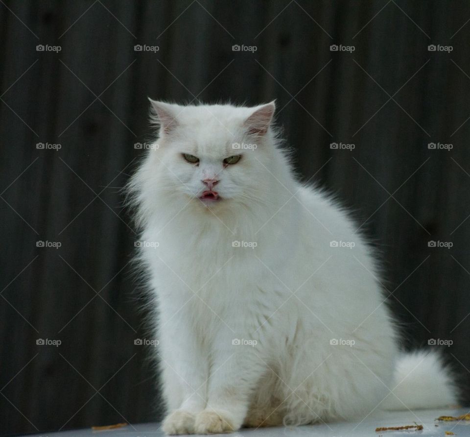 White Persian