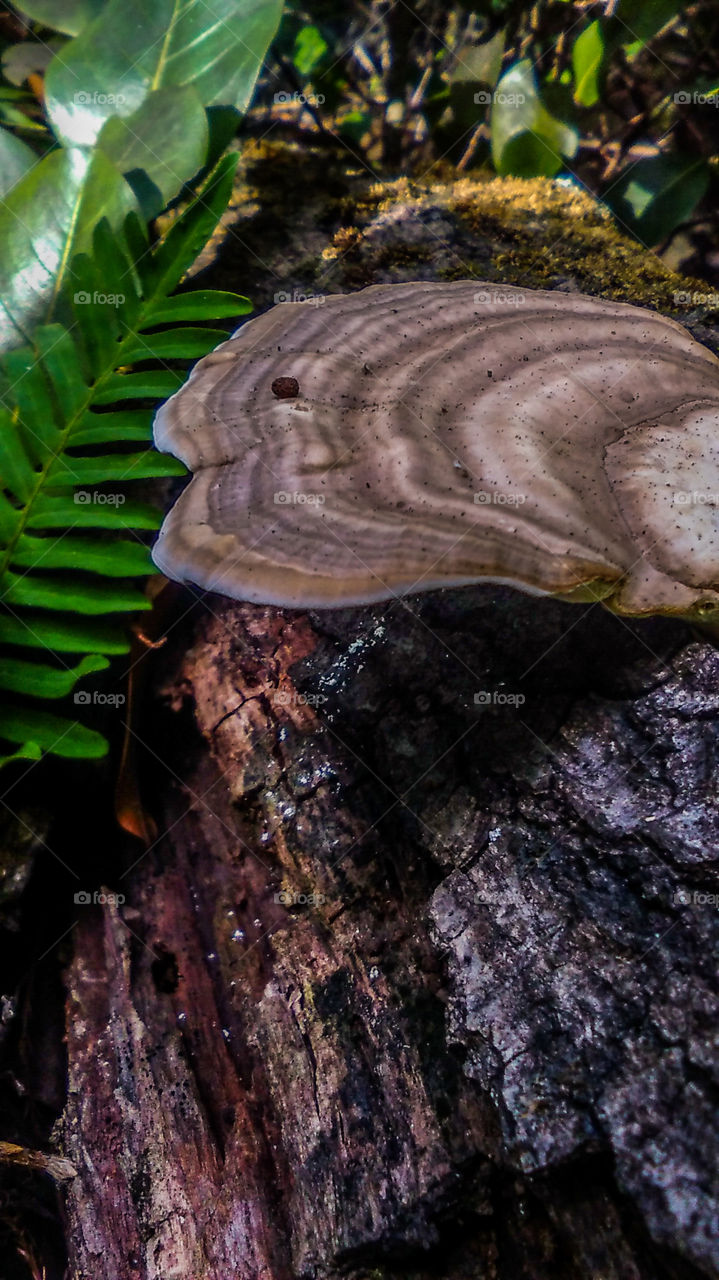 mushroom on dead tree