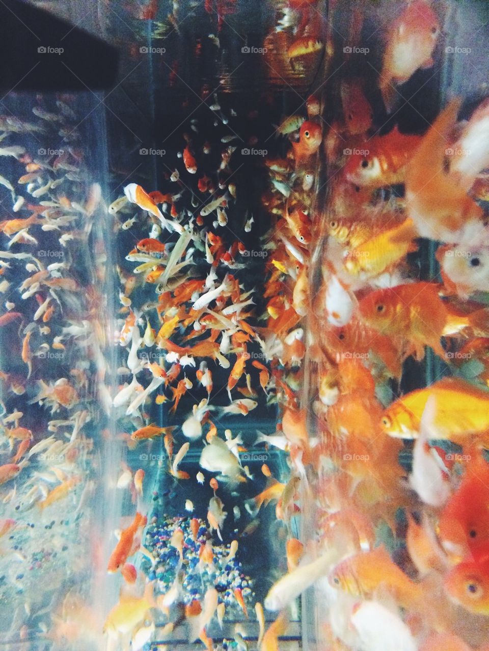 Goldfish